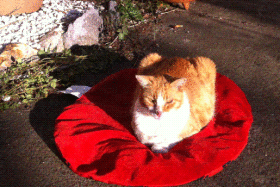 Gwendoline’s “Most Grateful”Inclinations