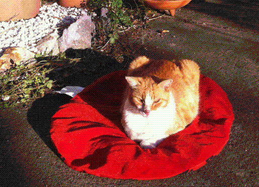 Gwendoline’s “Most Grateful”Inclinations